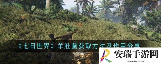 七日世界羊肚菌在哪