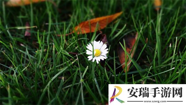 爆炒多汁小美人通感双胞胎的独特风味体验