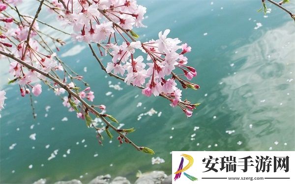 成品短视频app源码入口在哪