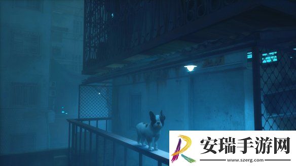 猫咪变狗狗