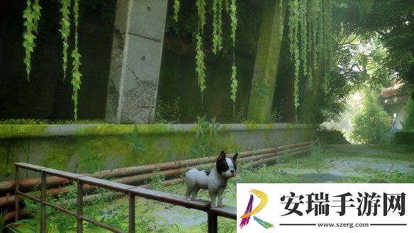猫咪变狗狗