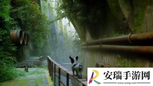 猫咪变狗狗
