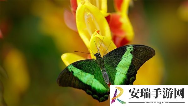 日产MV和欧美MV的区别