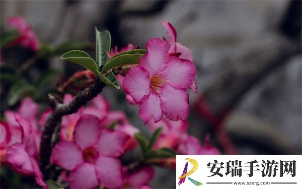 麻花豆传的最新一期内容是