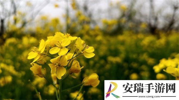 NPC大佬的浇灌日常