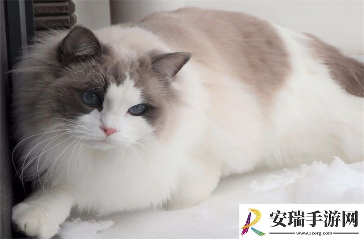 一个月的布偶猫怎么养