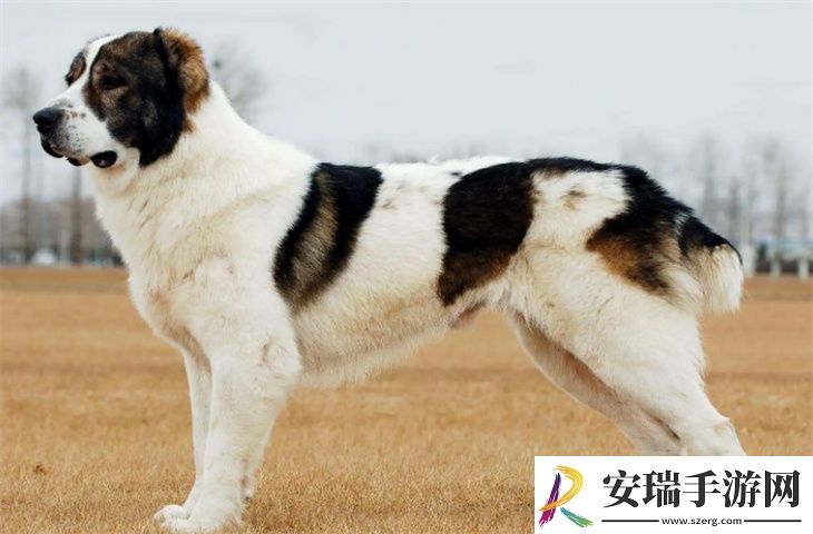 一个月的伯恩山犬怎么养