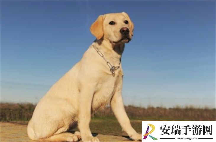 拉布拉多3000元贵吗