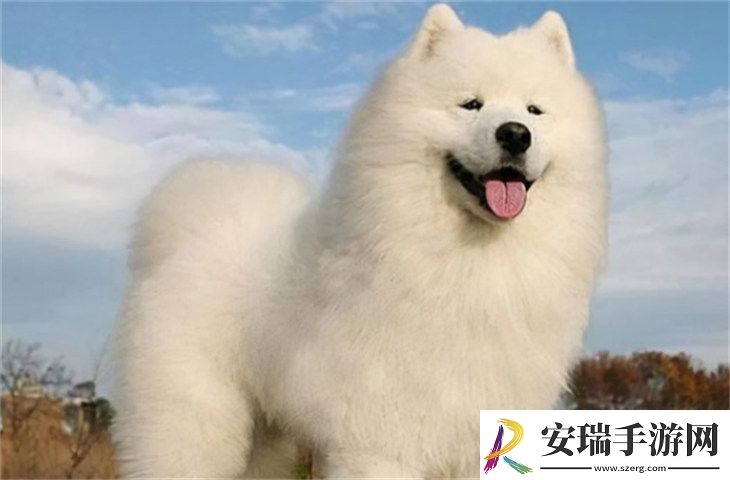萨摩耶犬1000元贵吗