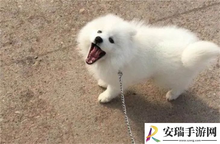 萨摩耶犬2000元贵吗