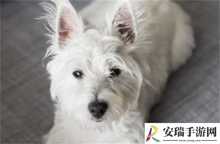 西高地白梗6000元贵吗