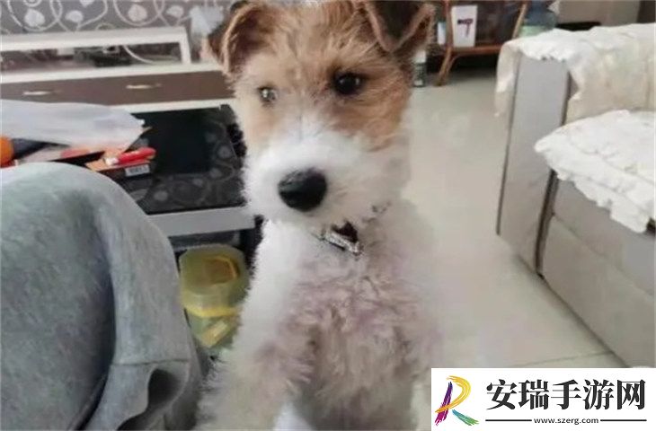 刚毛猎狐梗1000元贵吗
