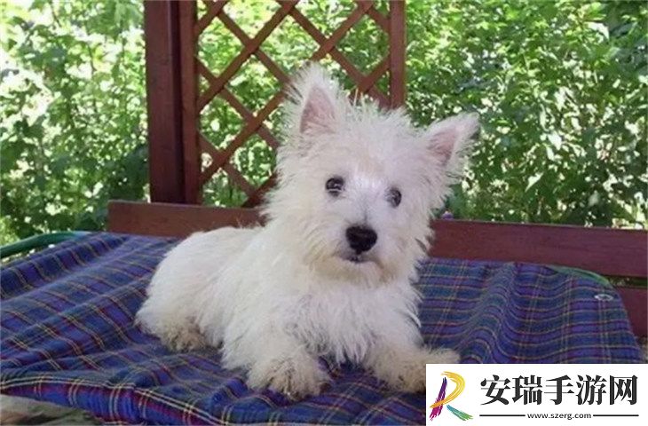 西高地白梗7000元贵吗