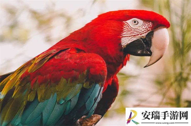 金刚鹦鹉缺点有哪些