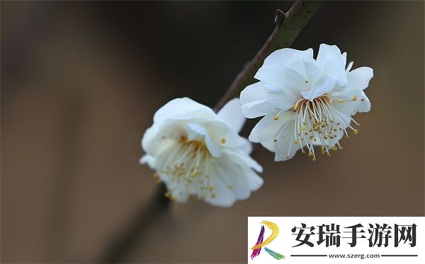 成品短视频软件大全下载手机版