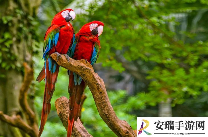 金刚鹦鹉繁殖难度大吗