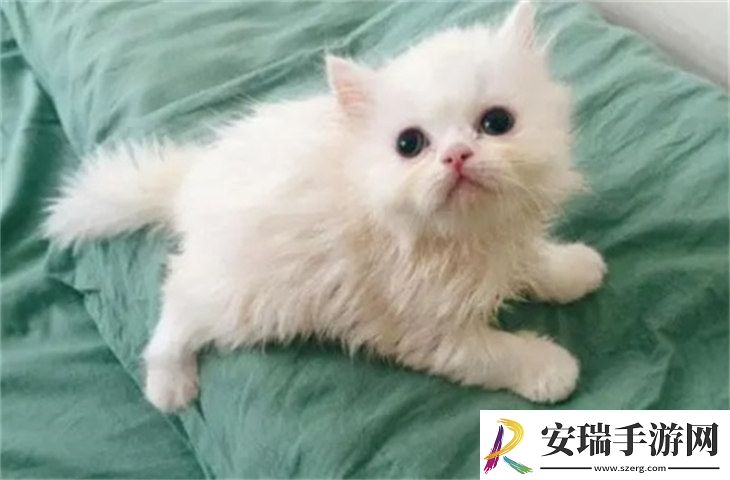 波斯猫5000元贵吗