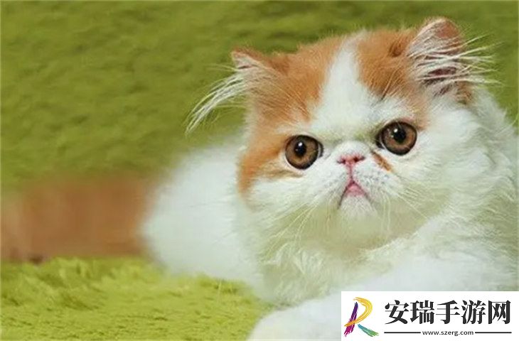 波斯猫8000元贵吗