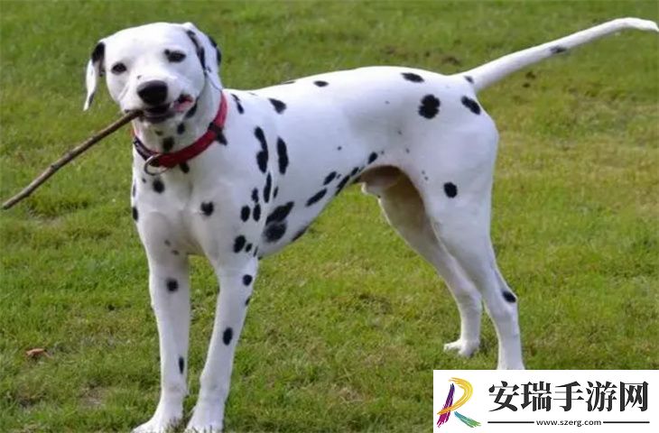 养大麦町犬需要准备什么