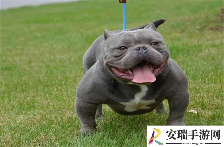 养恶霸犬需要准备什么