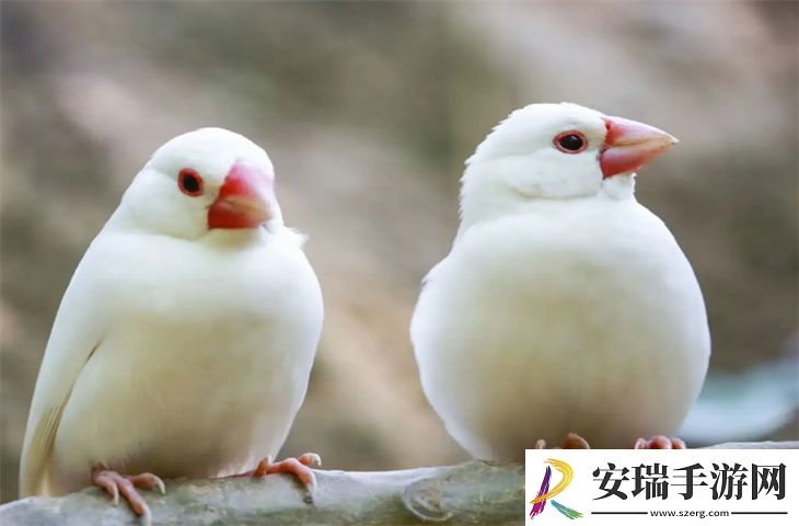 新手养什么鸟好