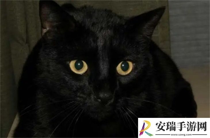 孟买猫2000元贵吗