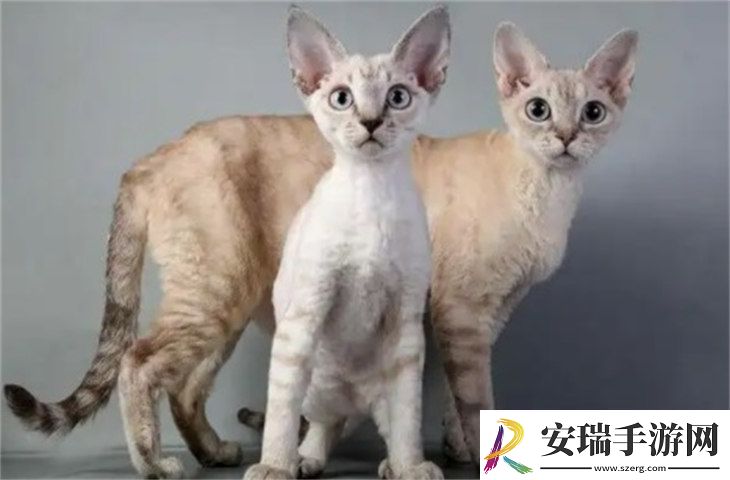 巴厘猫8000元贵吗