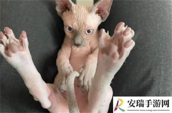 加拿大无毛猫2000元贵吗
