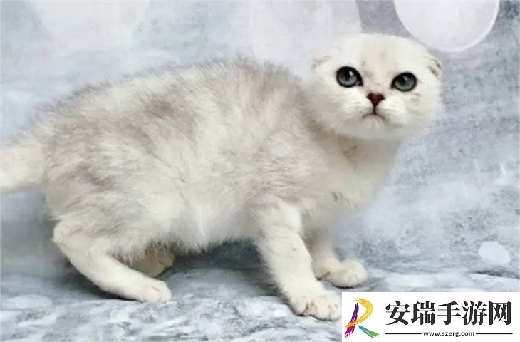 苏格兰折耳猫1000元贵吗