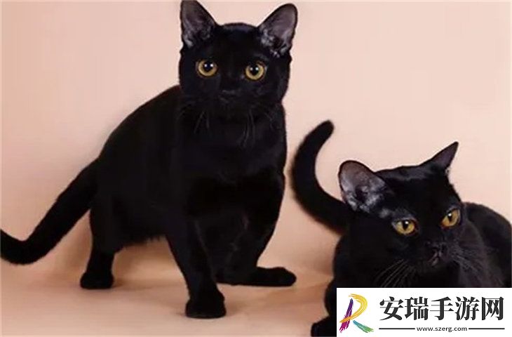 孟买猫1000元贵吗