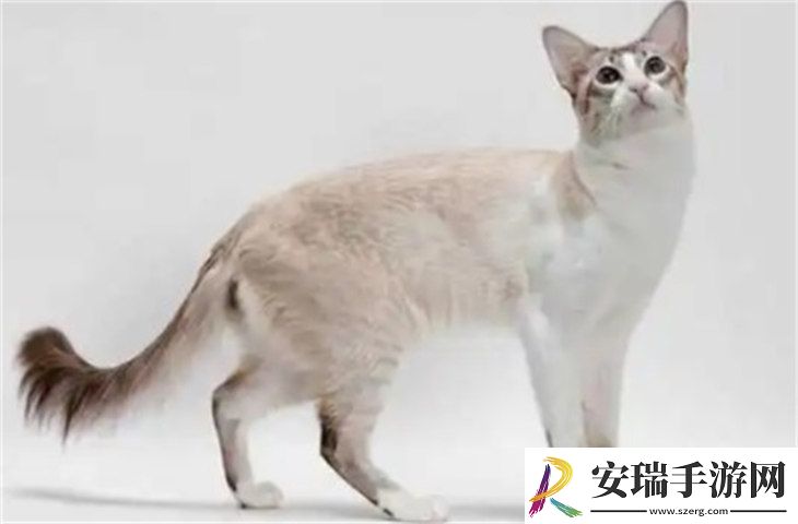 巴厘猫7000元贵吗