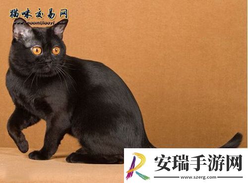 二线城市纯种银渐层价格多少钱