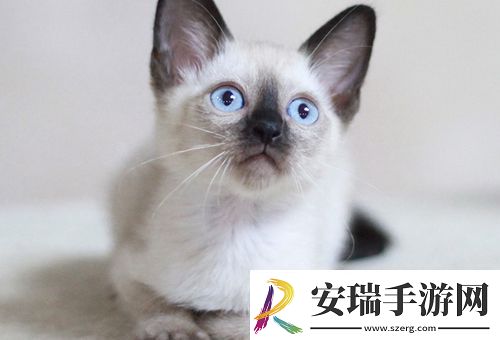 谁让无毛猫跌下神坛
