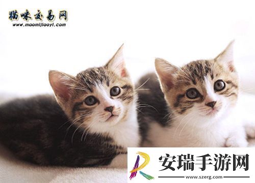 谁让无毛猫跌下神坛