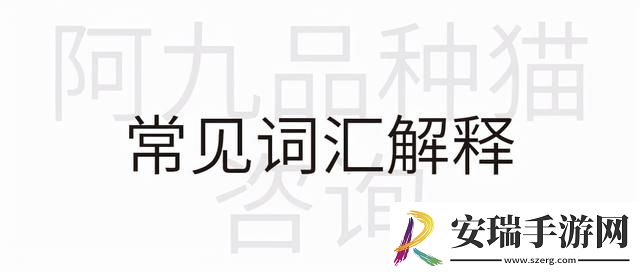 美短起司猫多少钱一只