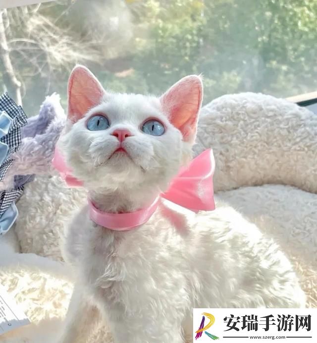 德文卷毛猫多少钱一只