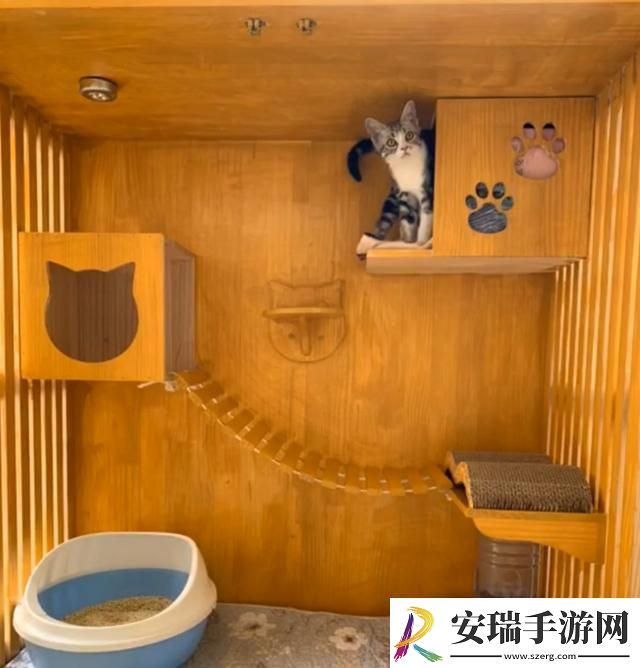 美短起司猫多少钱一只