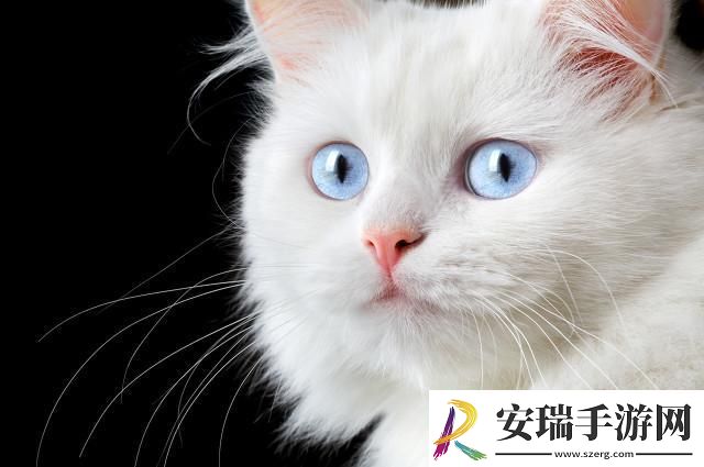 净梵猫