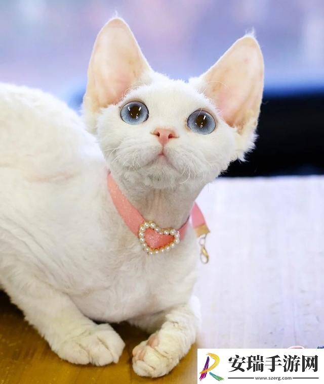 德文卷毛猫多少钱一只