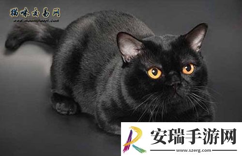 湖北纯种加菲猫实体猫舍价格多少钱
