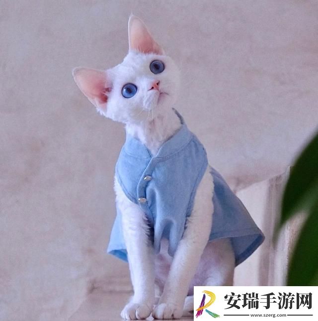 德文卷毛猫多少钱一只