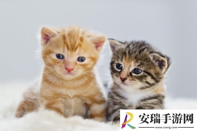 净梵猫