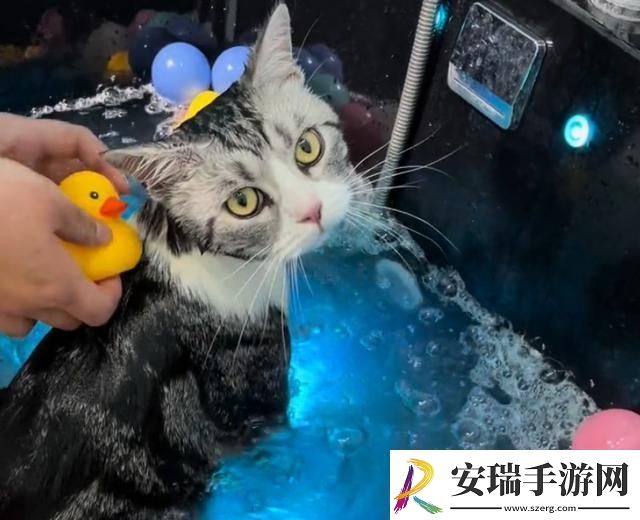 美短起司猫多少钱一只