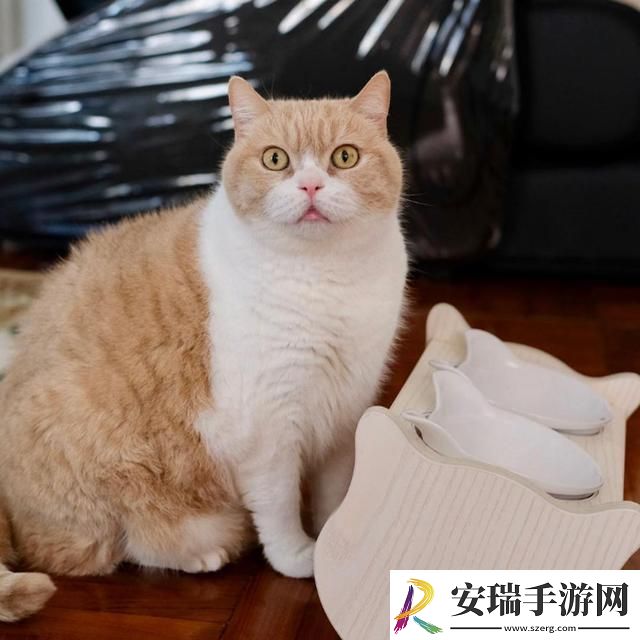 美短起司猫多少钱一只