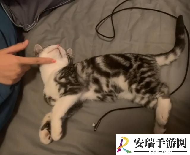 美短起司猫多少钱一只