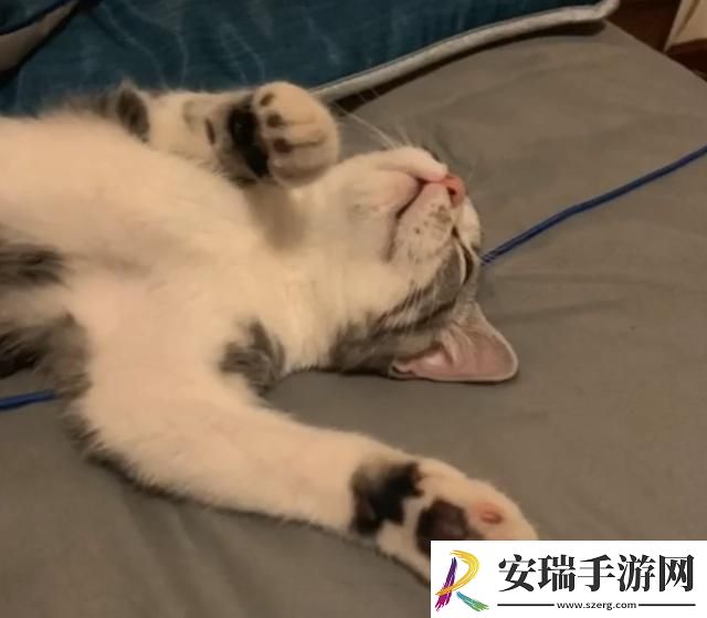 美短起司猫多少钱一只