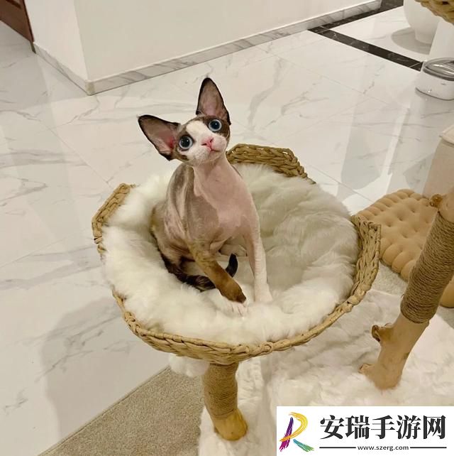 德文卷毛猫多少钱一只