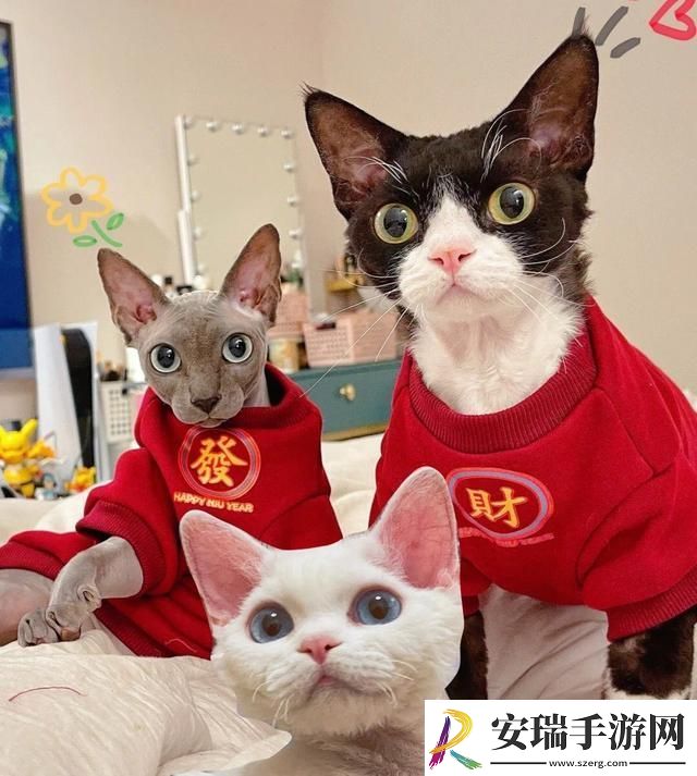 德文卷毛猫多少钱一只