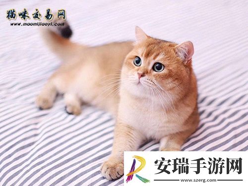 2020年成都猫舍缅因猫幼年纯种价格大概多少钱