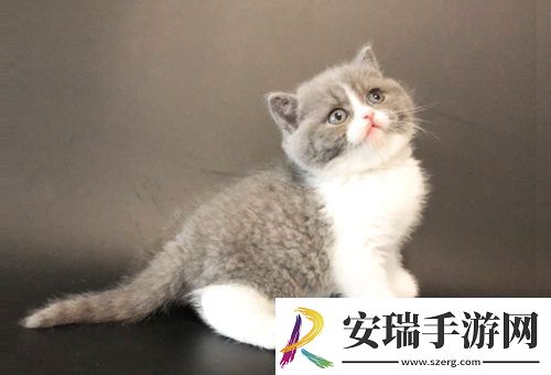 2020年成都猫舍缅因猫幼年纯种价格大概多少钱